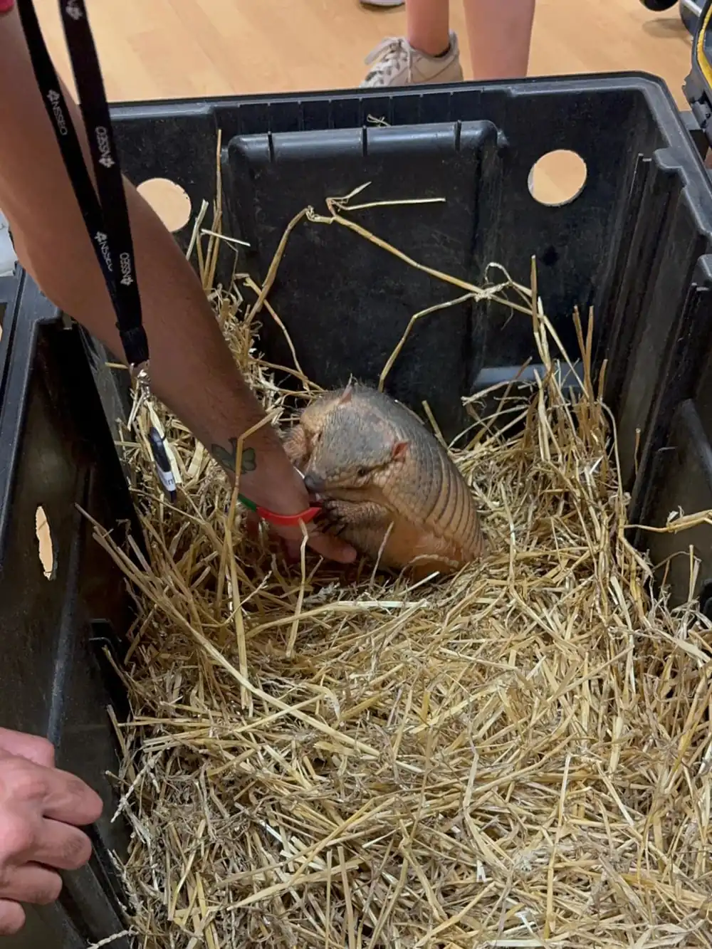 An armadillo uses a person's arm to climb out of a black bin with hay covering the bottom.