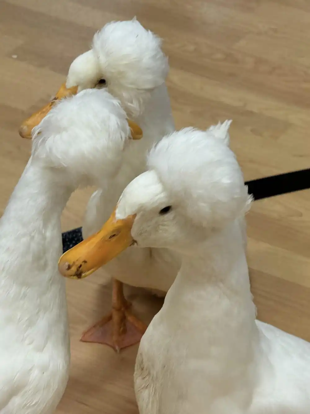 Three white ducks with yellowish orange bills and white puffs of hair on their heads that look almost like wigs