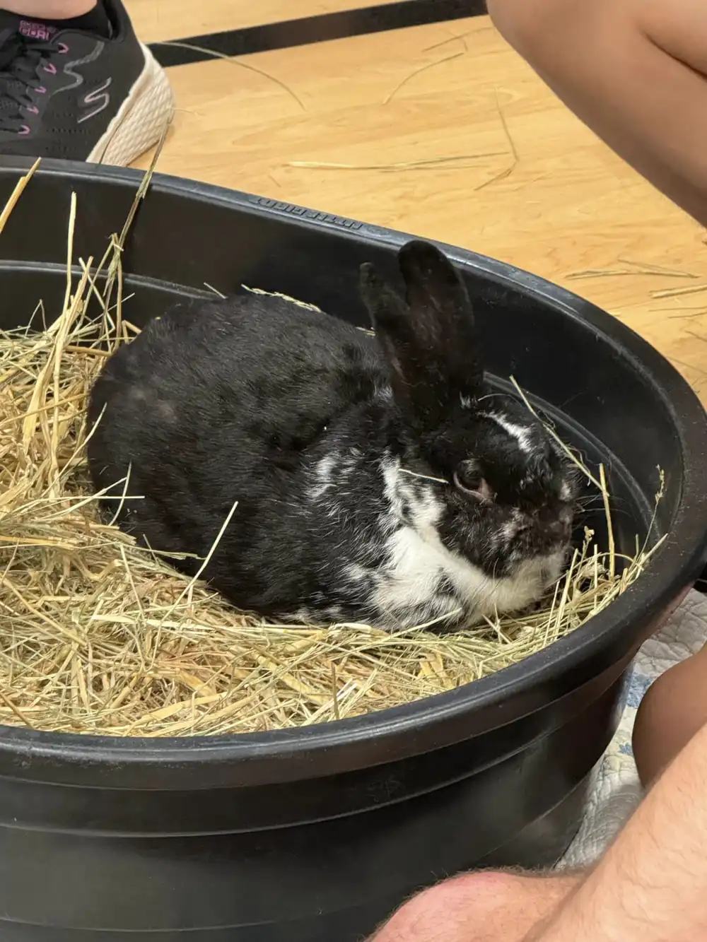 A mostly black rabbit with some white around its face sits in a small black tub filled with hay.